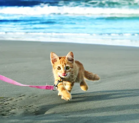 Yellow Tabby Kitten is running on a sandy beach with a pink leash on her.